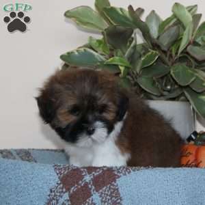 Blake, Lhasa Apso Puppy